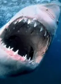 《纪录片：海洋捕食者》深度剖析：一部揭示海洋生态残酷与美丽的视觉盛宴，探讨生存法则与人类影响